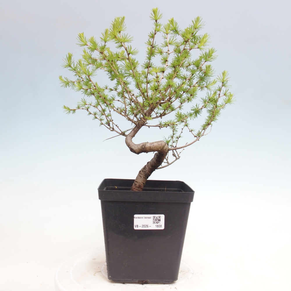 Kültéri bonsai - Larix decidua - vörösfenyő