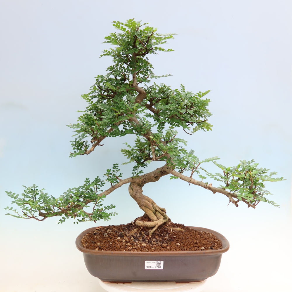 Szobai bonsai - Zantoxylum piperitum - borsfa