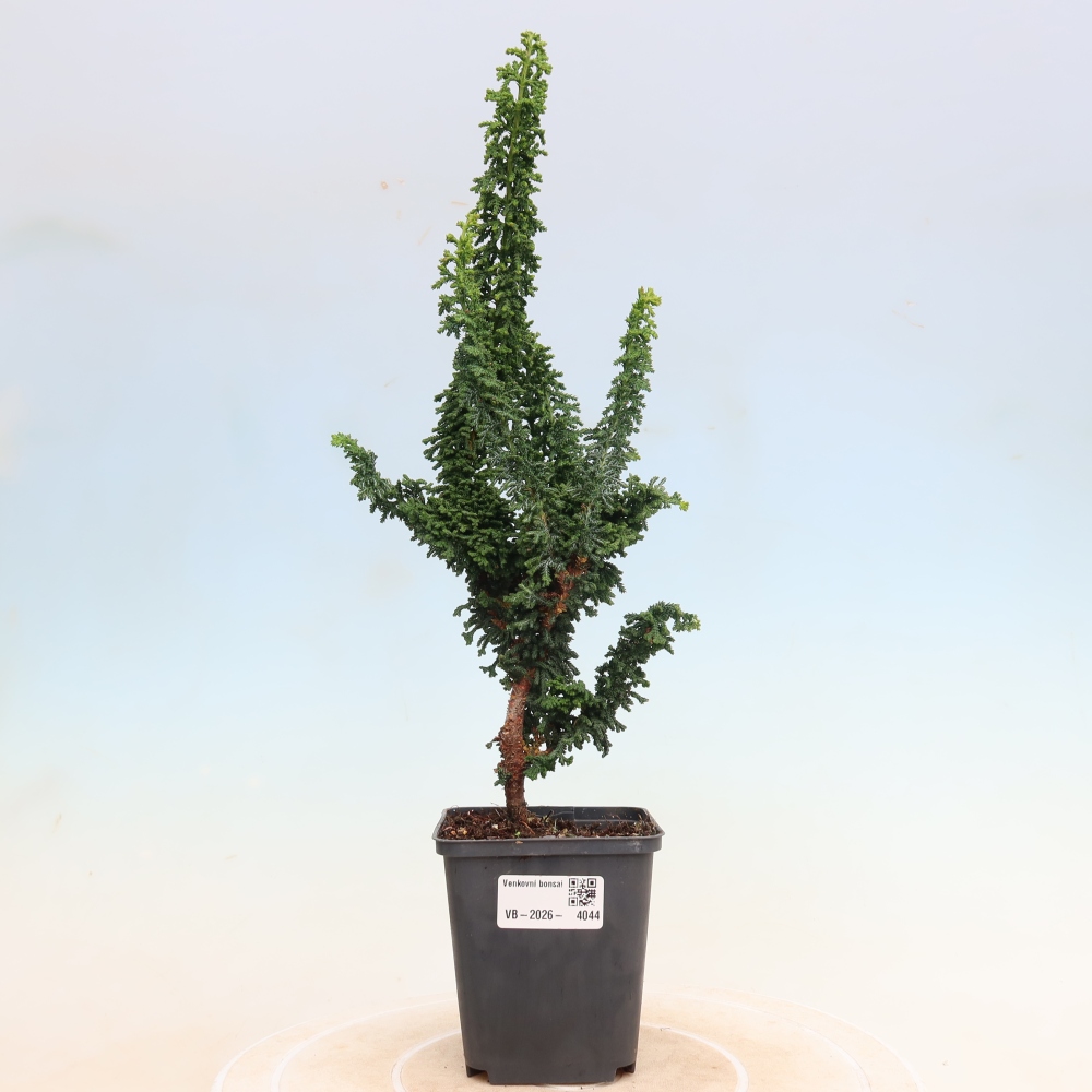 Kültéri bonsai - Cham. obtusa SEKKA HINOKI - Cifra ciprus