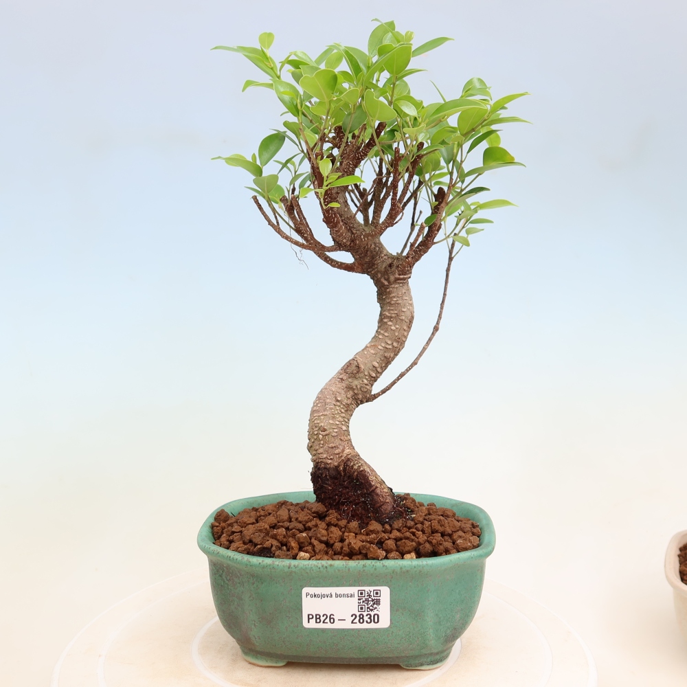 Szobai bonsai - Ficus kimmen - kislevelű fikusz