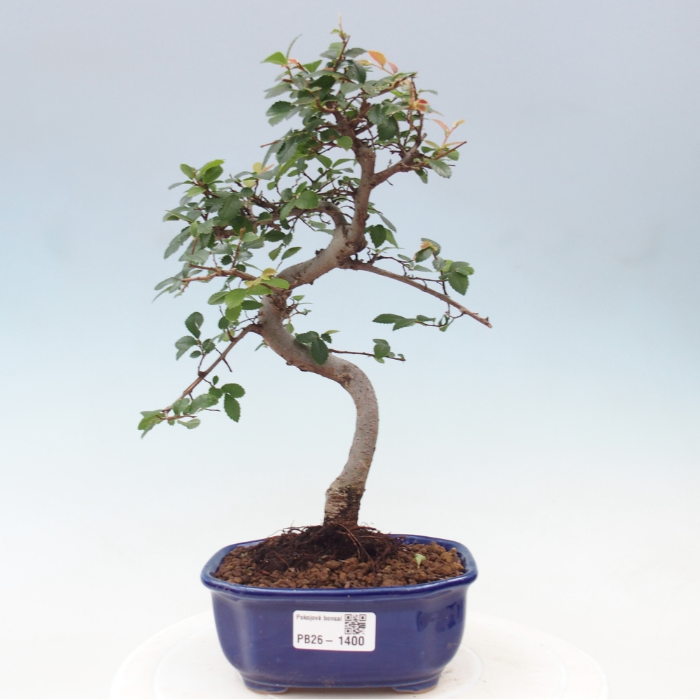 Szobai bonsai - Ulmus parvifolia - Kislevelű szilfa