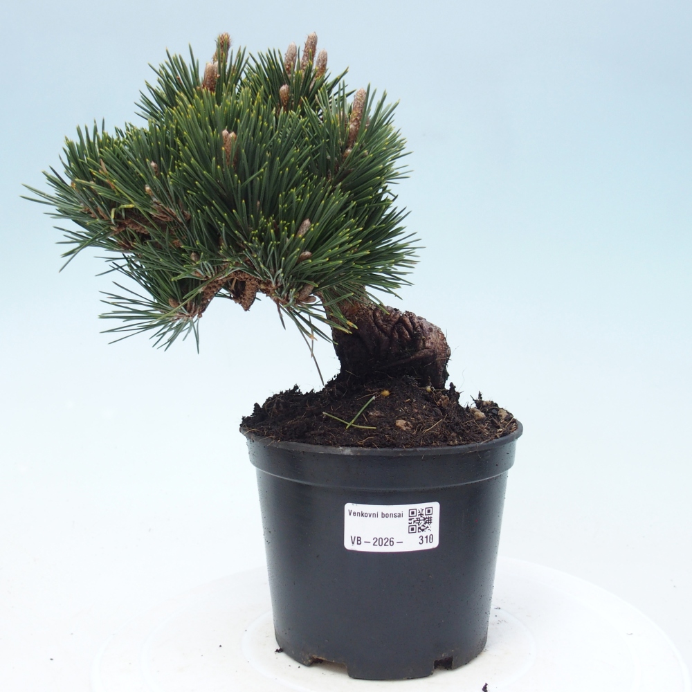 Kültéri bonsai - Pinus thunbergii senjyumaru - Thunberg fenyő