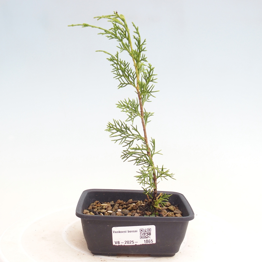 Kültéri bonsai - Juniperus chinensis Itoigawa
