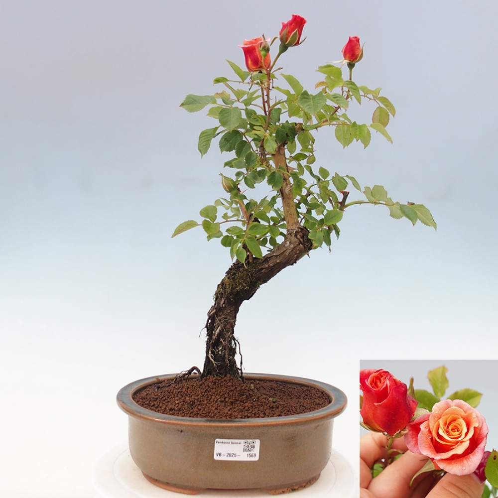 Kültéri bonsai - Rosa Kordes - rózsa