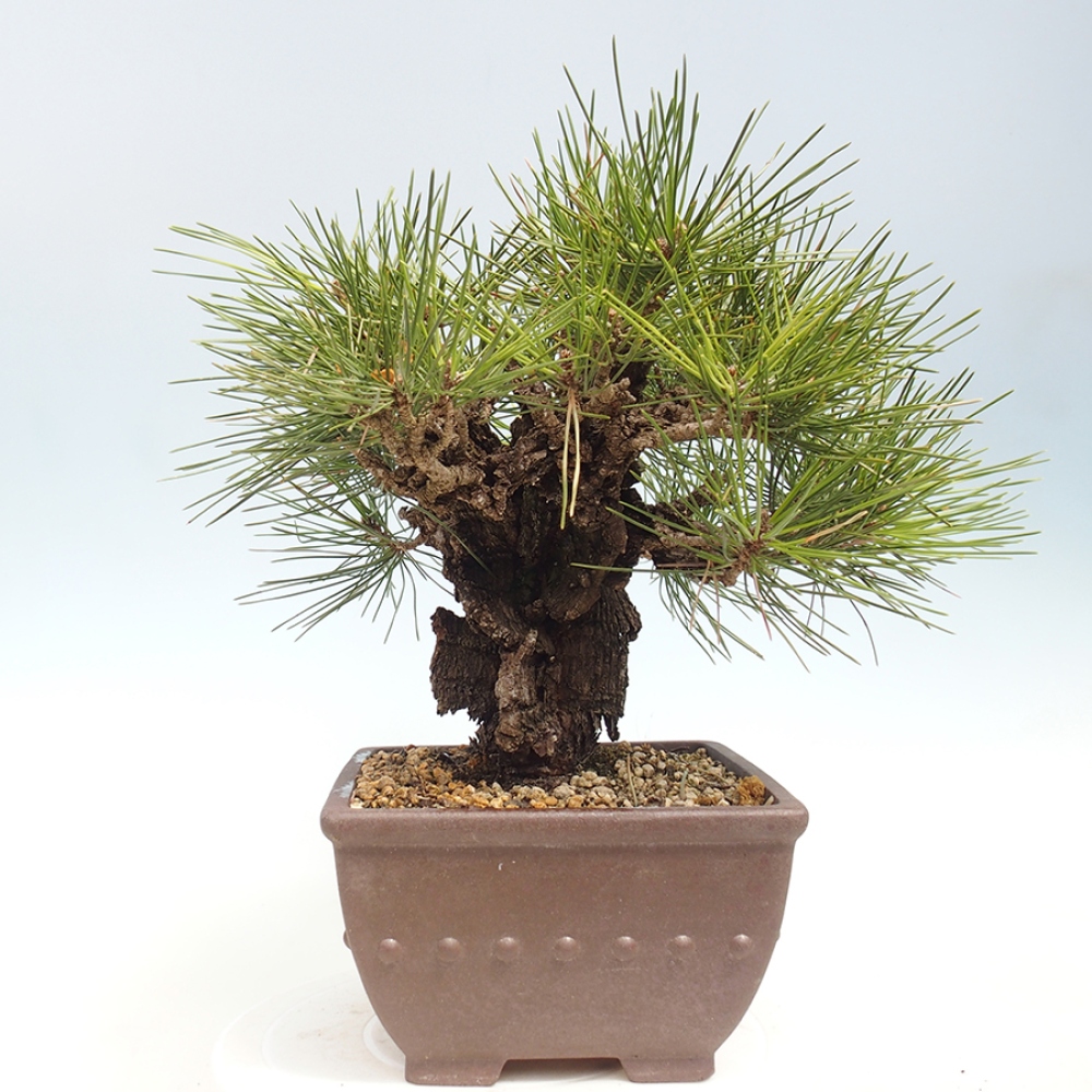 Kültéri bonsai - Pinus thunbergii - Thunberg fenyő
