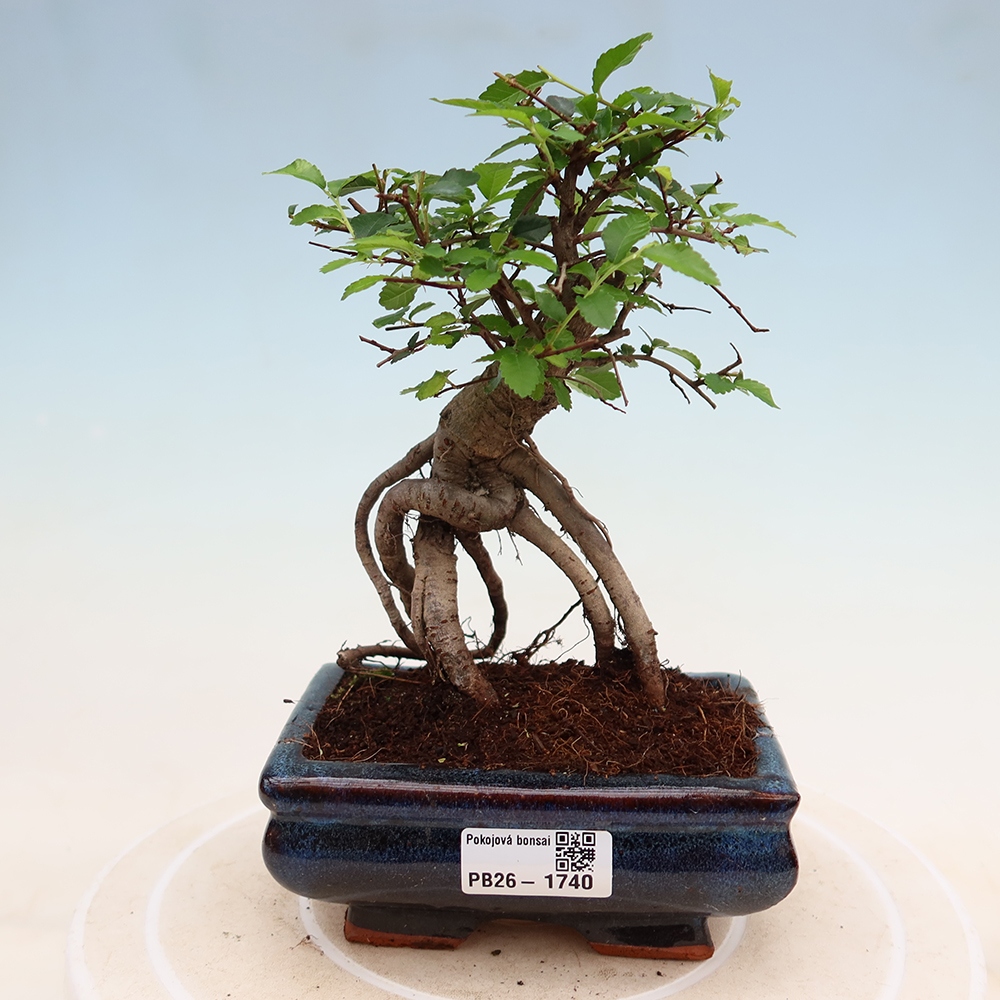 Szobai bonsai - Ulmus parvifolia - Kislevelű szilfa