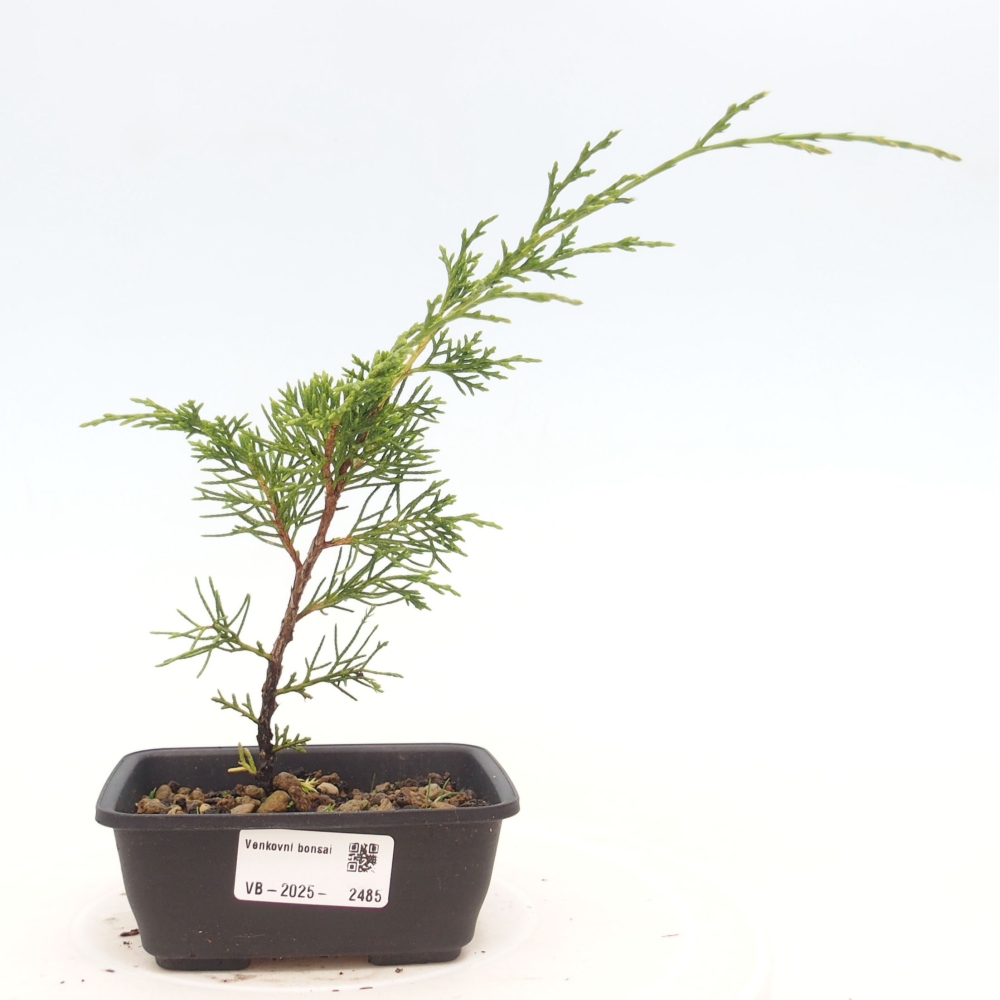 Kültéri bonsai - Juniperus chinensis Itoigawa