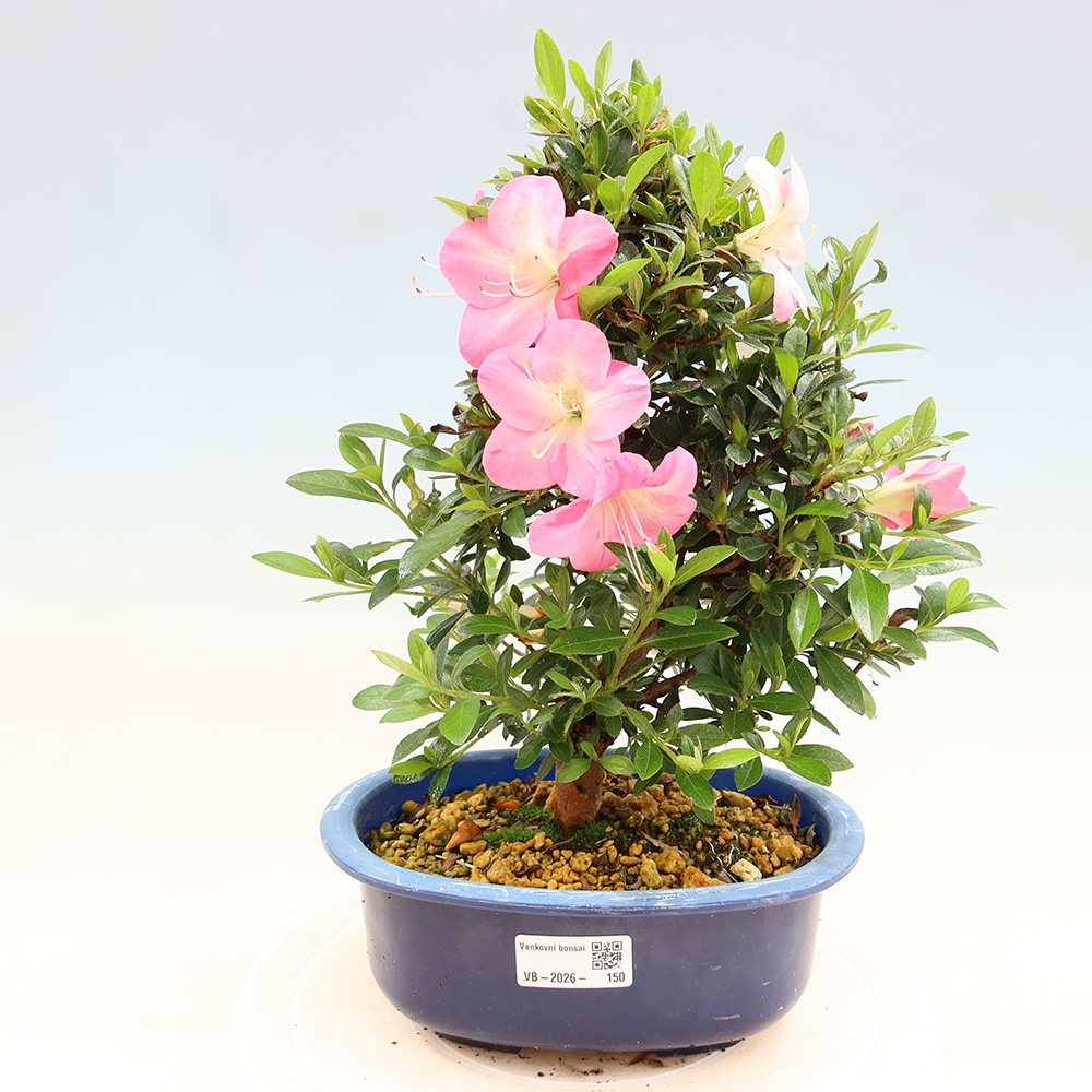Kültéri bonsai - Japán azálea - Azalea Santoka