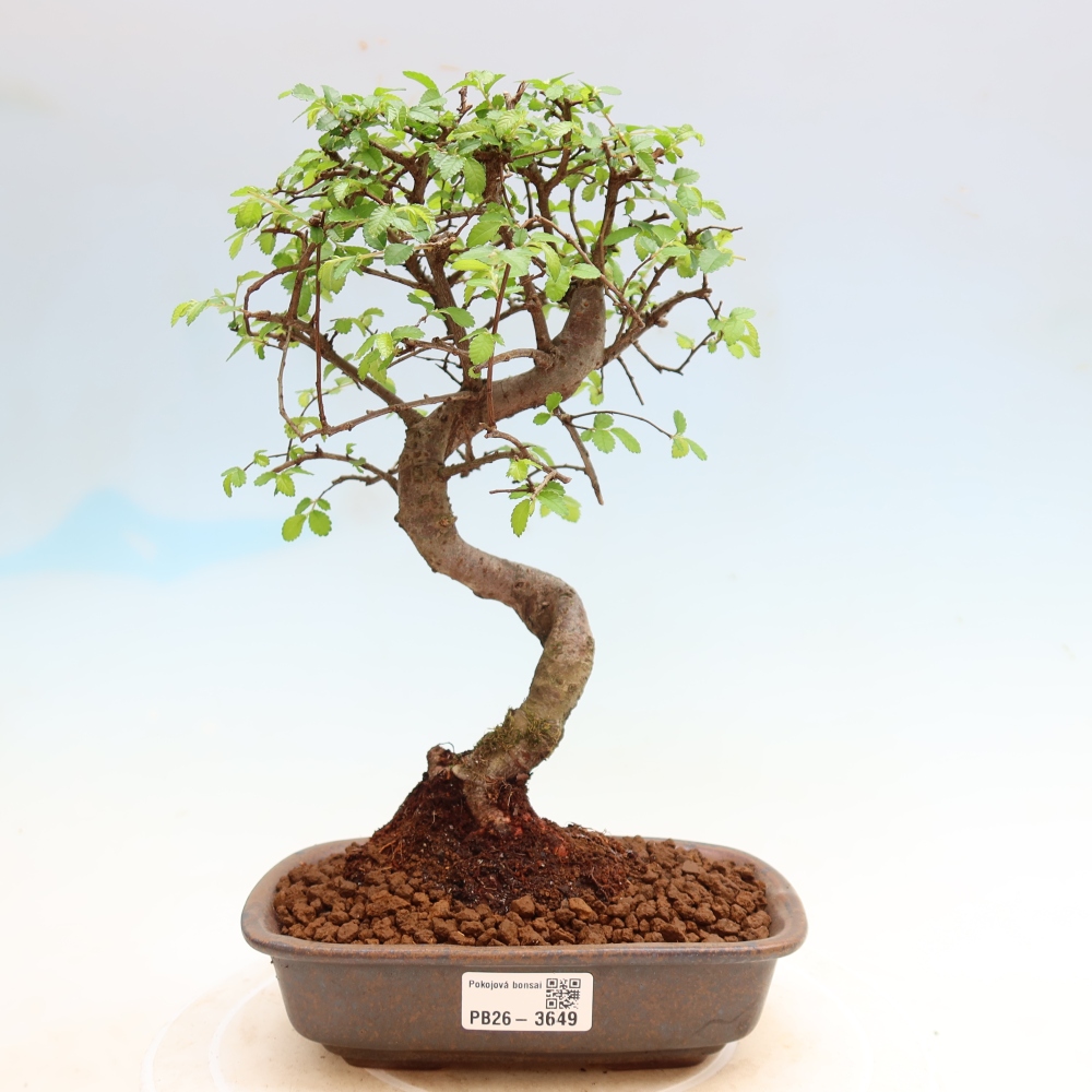 Szobai bonsai - Ulmus parvifolia - Kislevelű szilfa