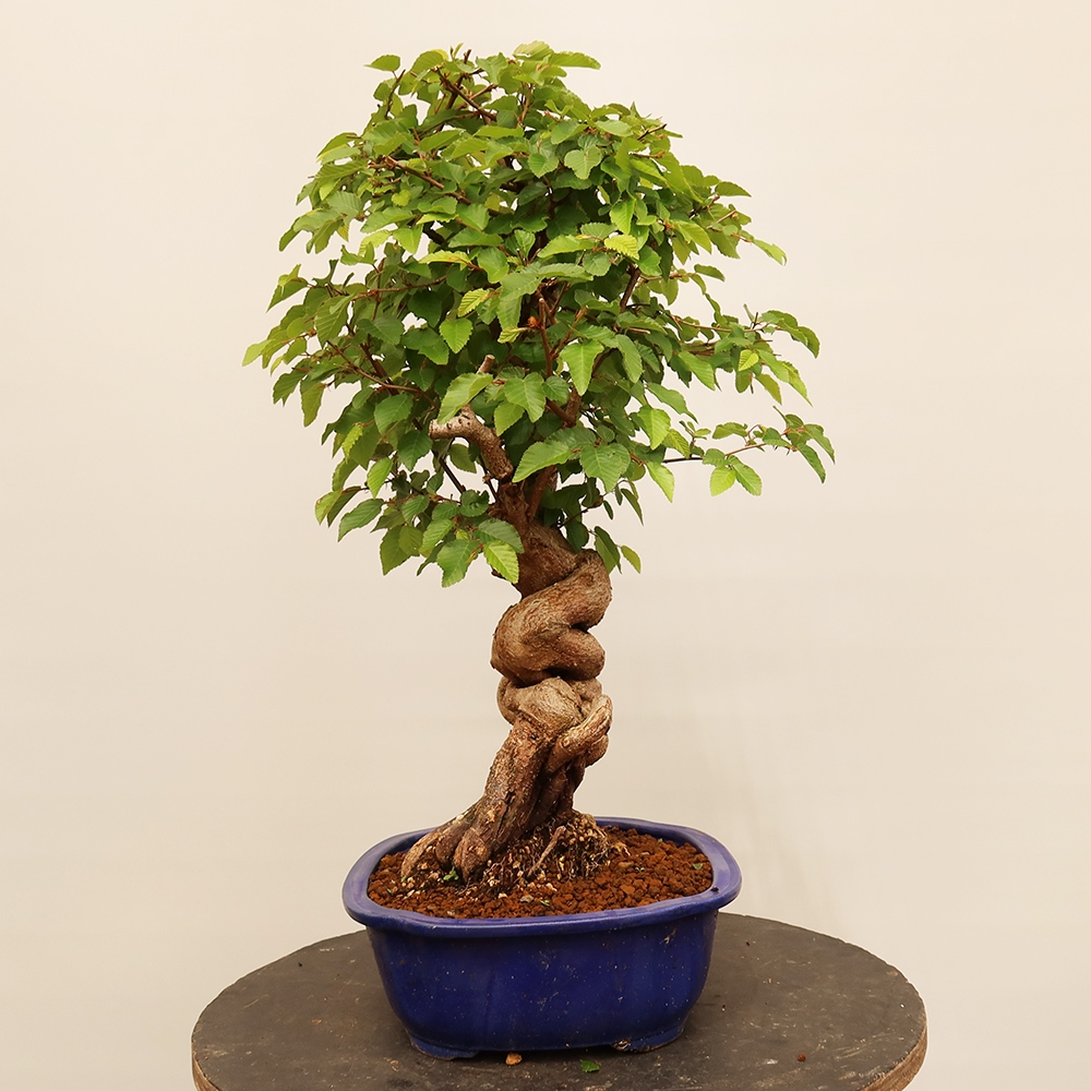 Kültéri bonsai -Carpinus Coreana - Koreai gyertyánfa