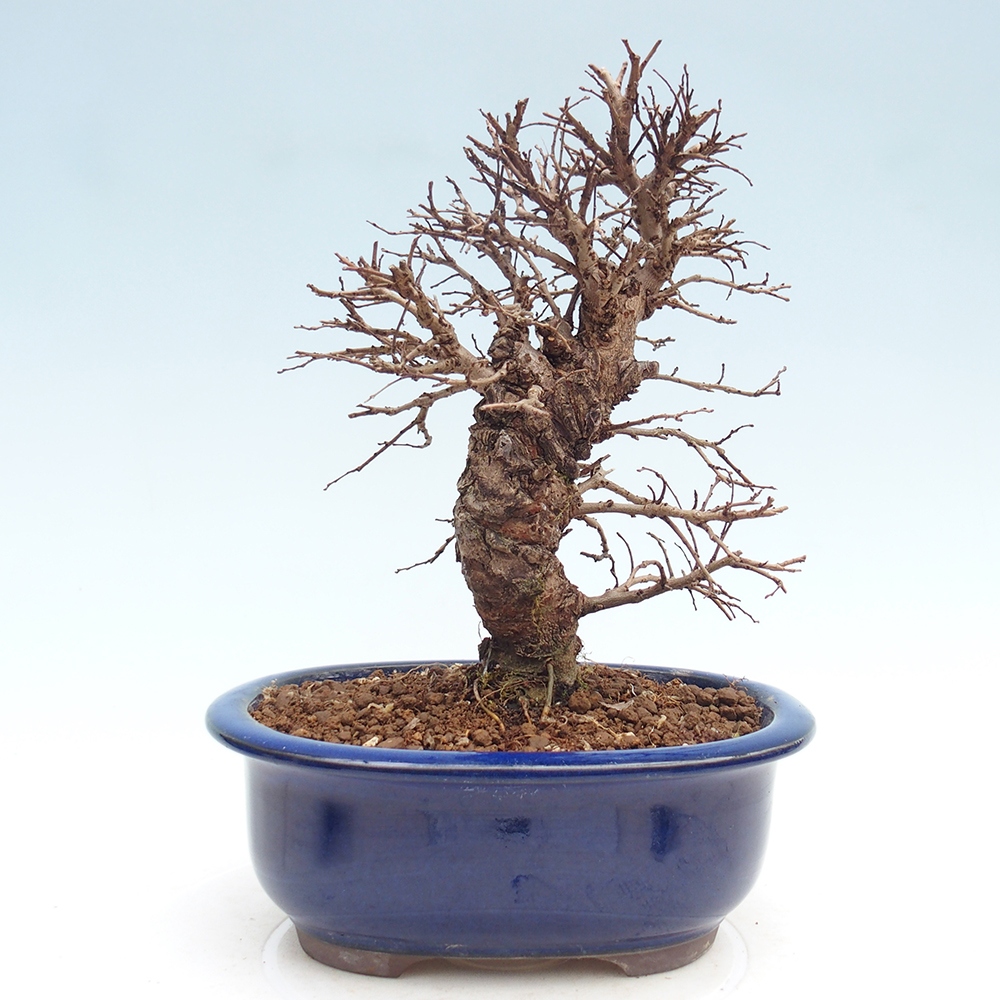 Kültéri bonsai - Zelkova - Zelkova NIRE