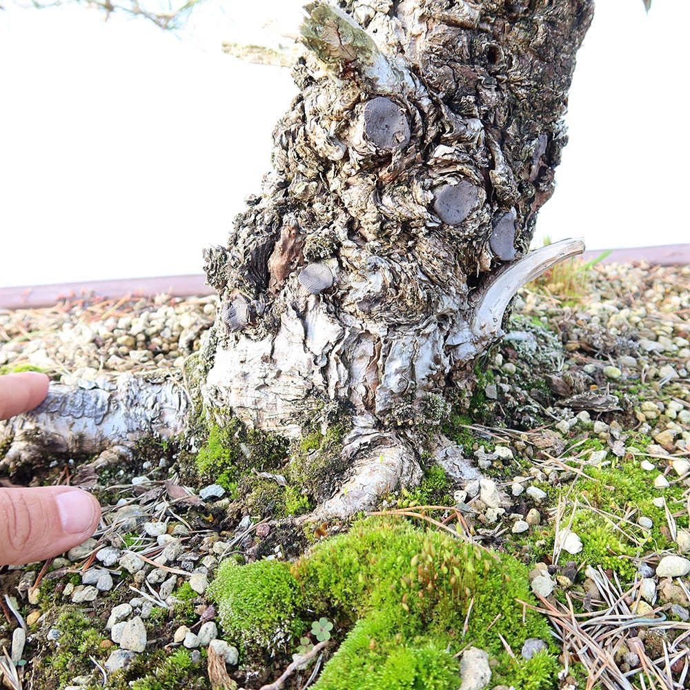 Pinus sylvestris Spanyolország – erdei fenyő