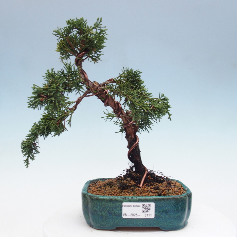 Kültéri bonsai - Juniperus chinensis Kishu