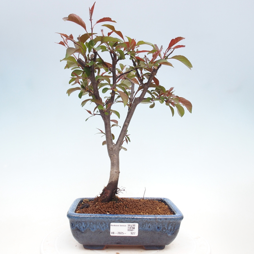 Kültéri bonsai -Malus domestica - Kis gyümölcsű piros levelű almafa