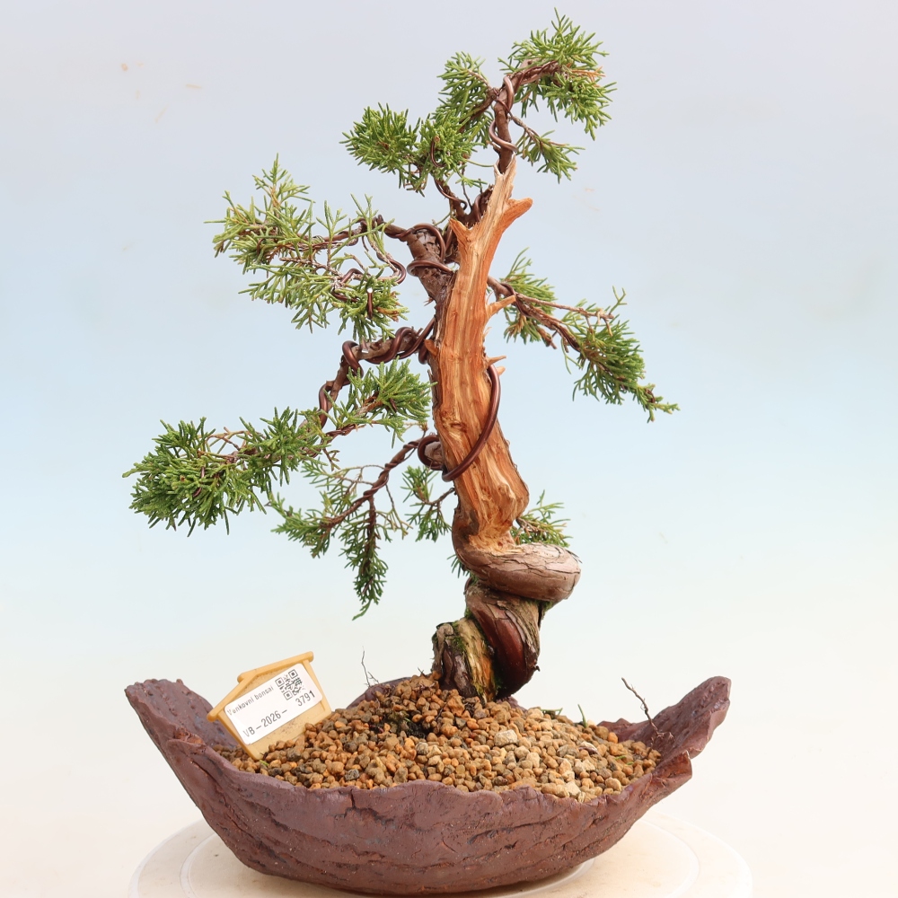 Kültéri bonsai - Juniperus chinensis Itoigawa-Juniperus chinensis