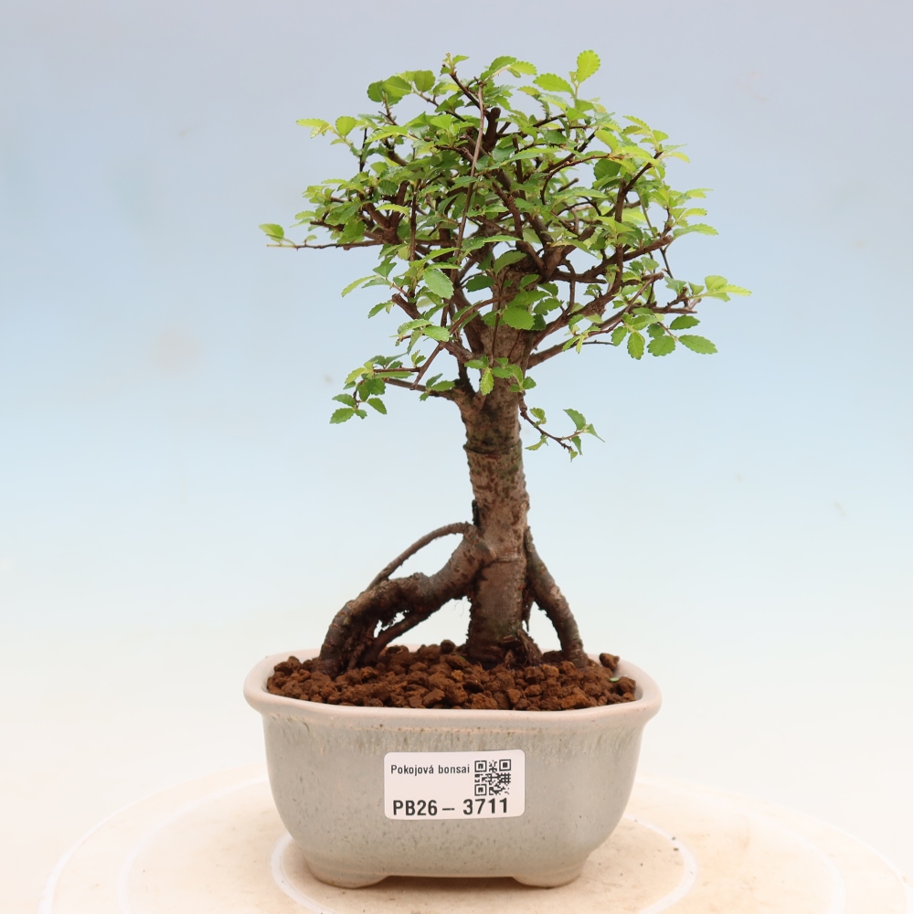 Szobai bonsai - Ulmus parvifolia - Kislevelű szilfa