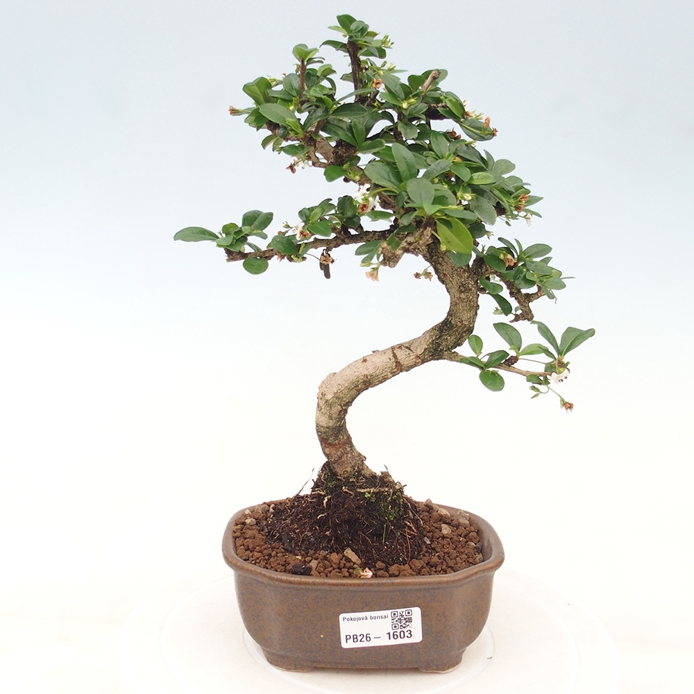 Szobai bonsai - Carmona macrophylla - Tea fuki
