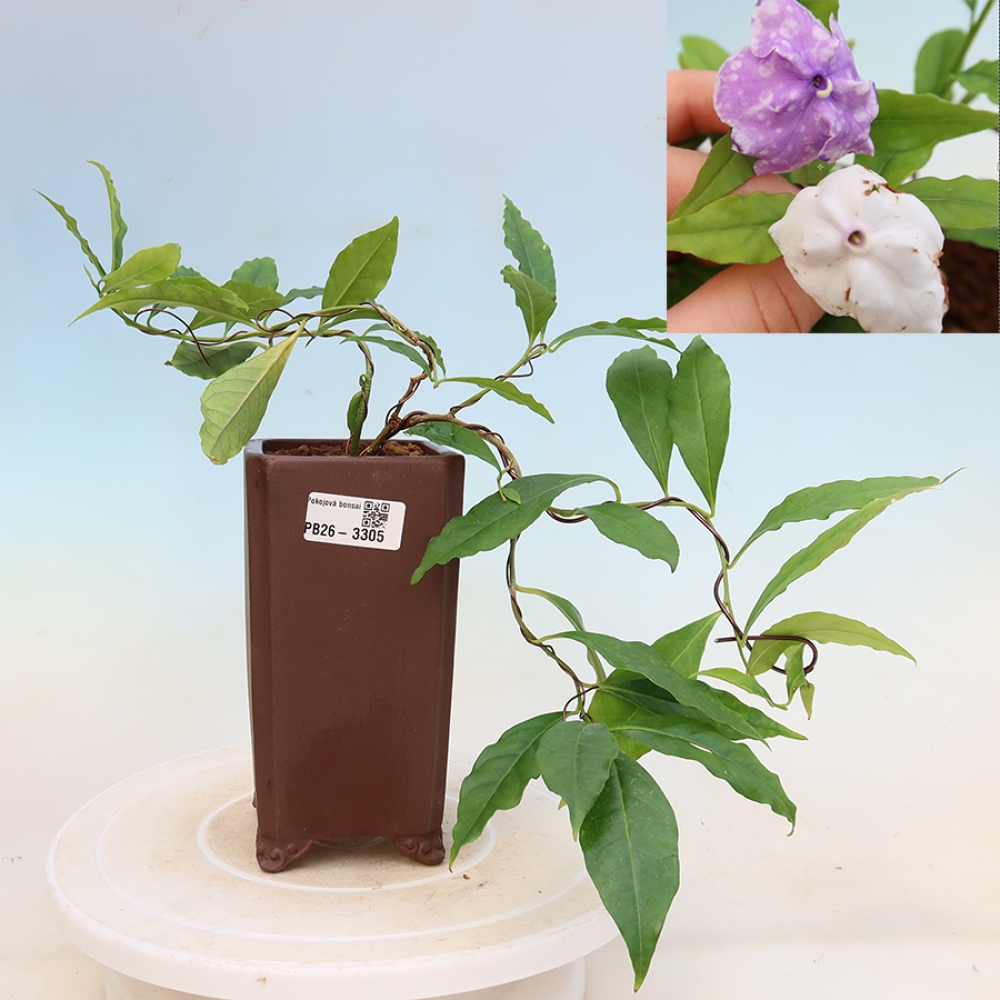Szobabonsai – Costa-féle jázmin – Brunfelsia