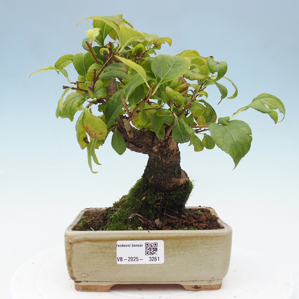 Kültéri bonsai - Celastrus orbiculatus