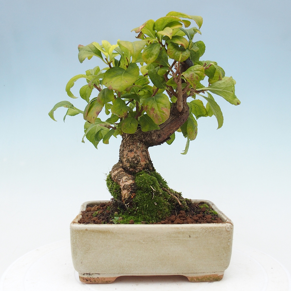 Kültéri bonsai - Celastrus orbiculatus
