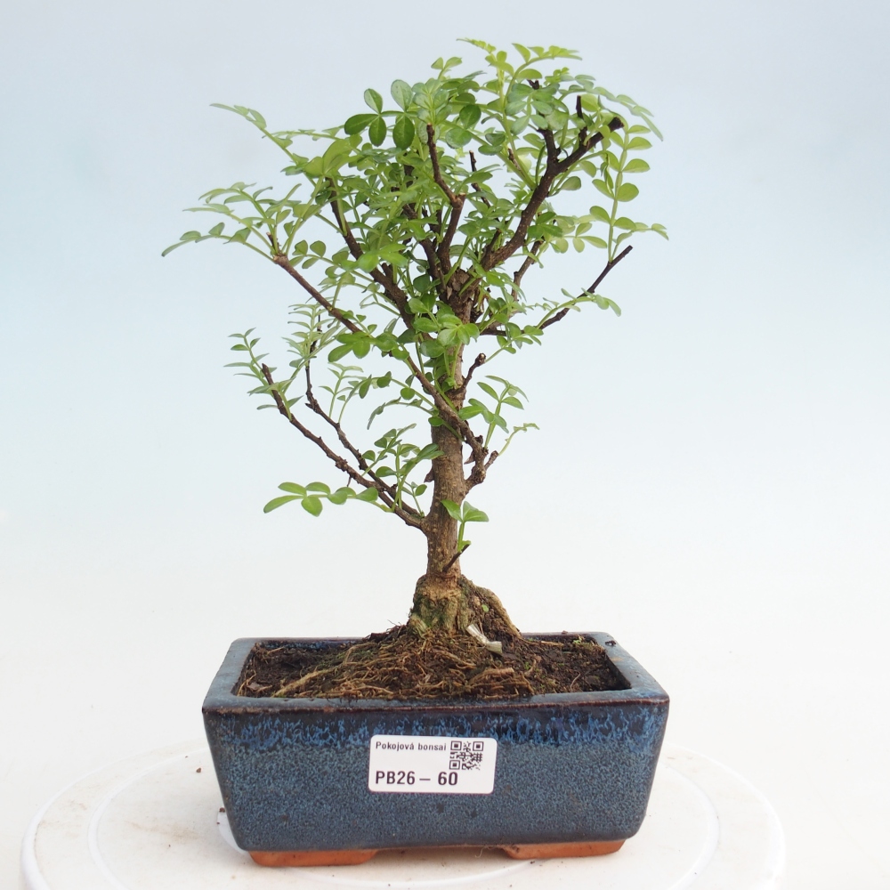 Szobai bonsai - Zantoxylum piperitum - borsfa