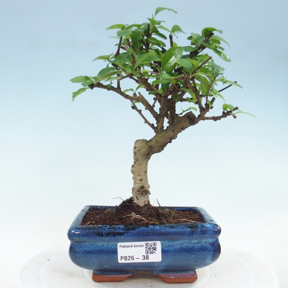 Szobai bonsai - Carmona macrophylla - Tea fuki