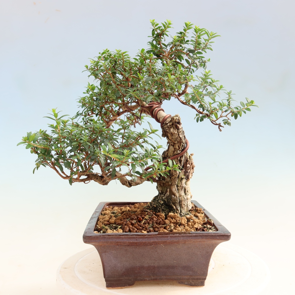 Szobai bonsai - Myrtus communis - Mirtus communis - Mirtusz