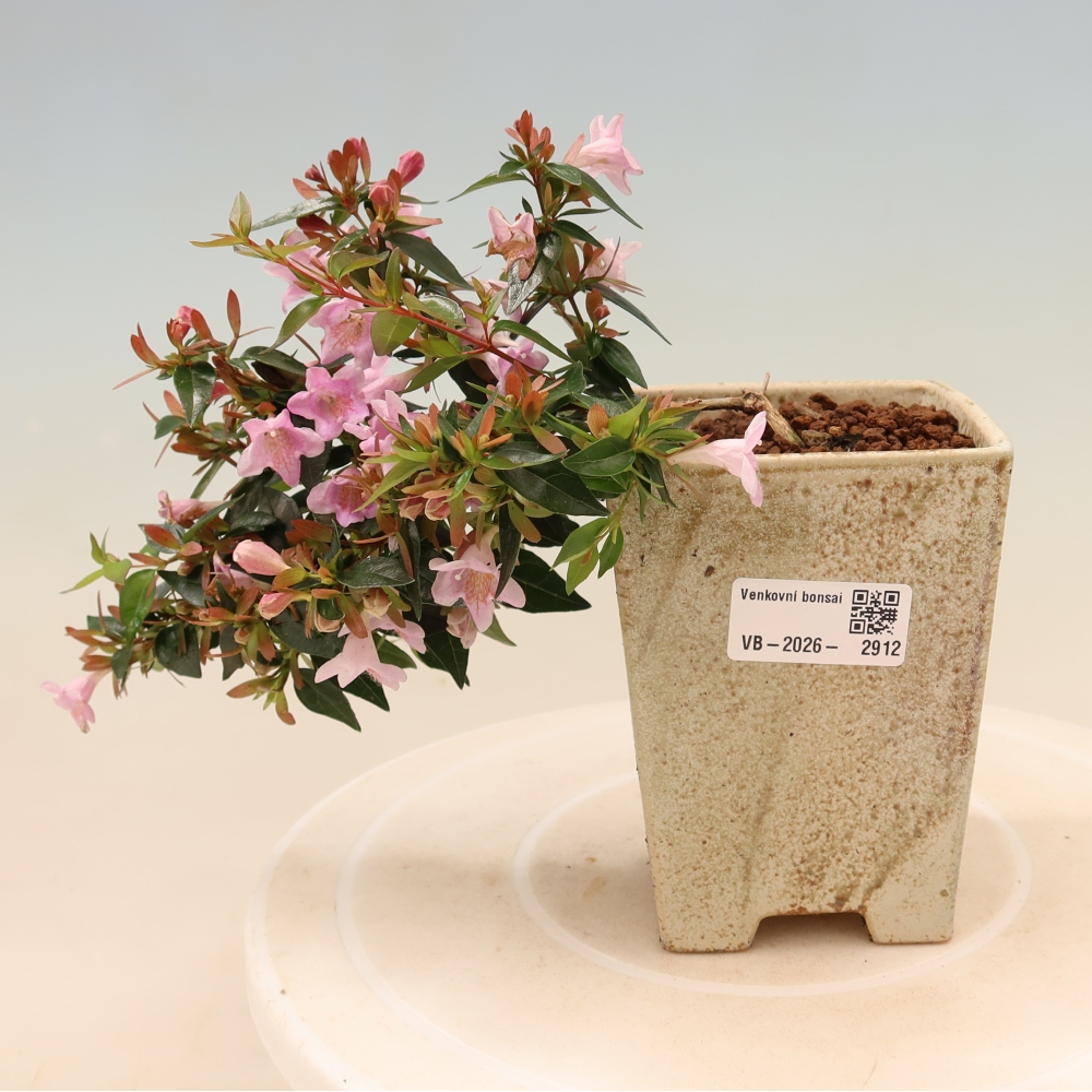 Kültéri bonsai – Abelia Edward Goucher – Nagyvirágú abélia