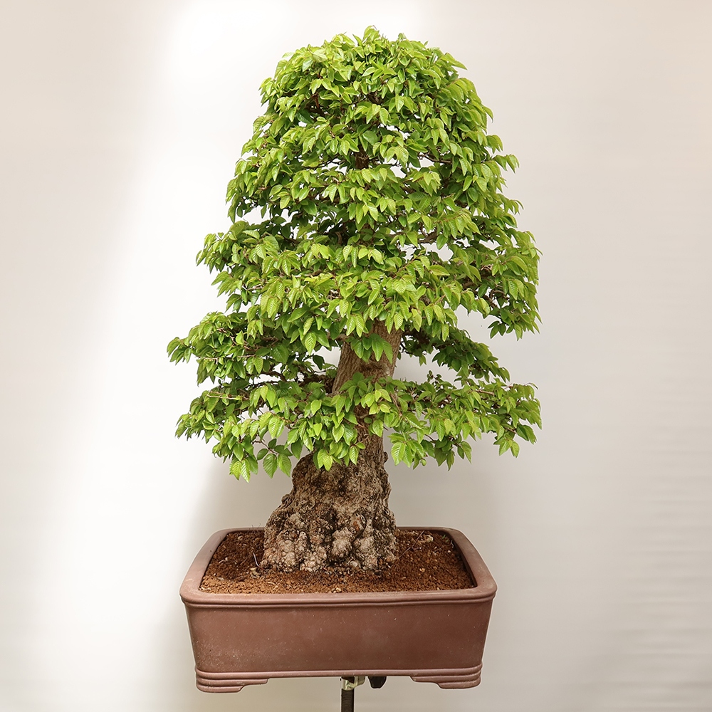 Kültéri bonsai -Carpinus Coreana - Koreai gyertyánfa