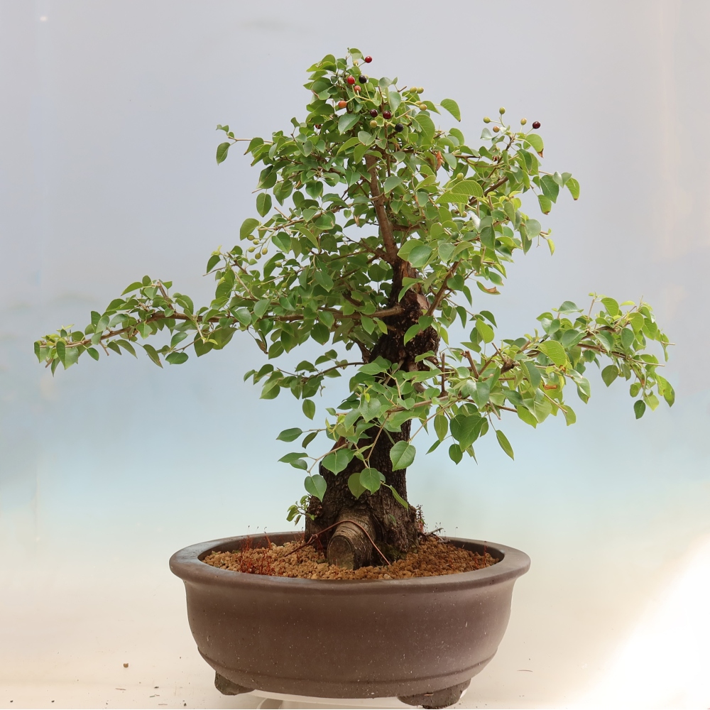 Kültéri bonsai - Mahalebka - Prunus mahaleb - Prunus mahaleb