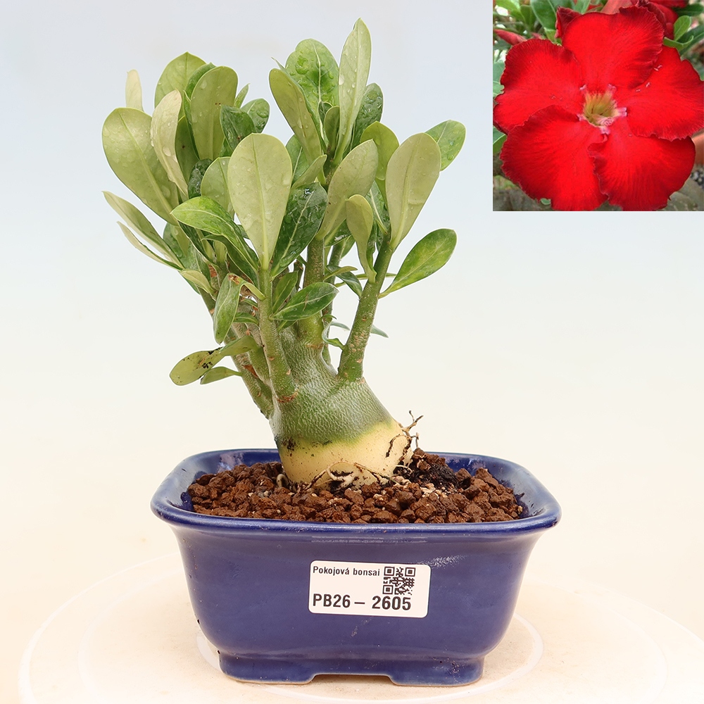 Szobabonsai – Adenium obesum Red Star – Sivatagi rózsa