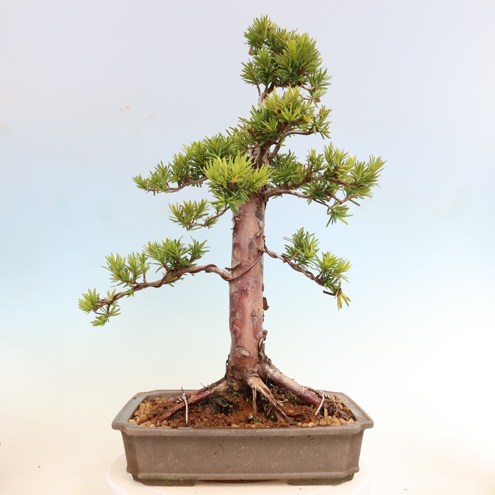 Kültéri bonsai - Taxus cuspidata - japán tiszafa