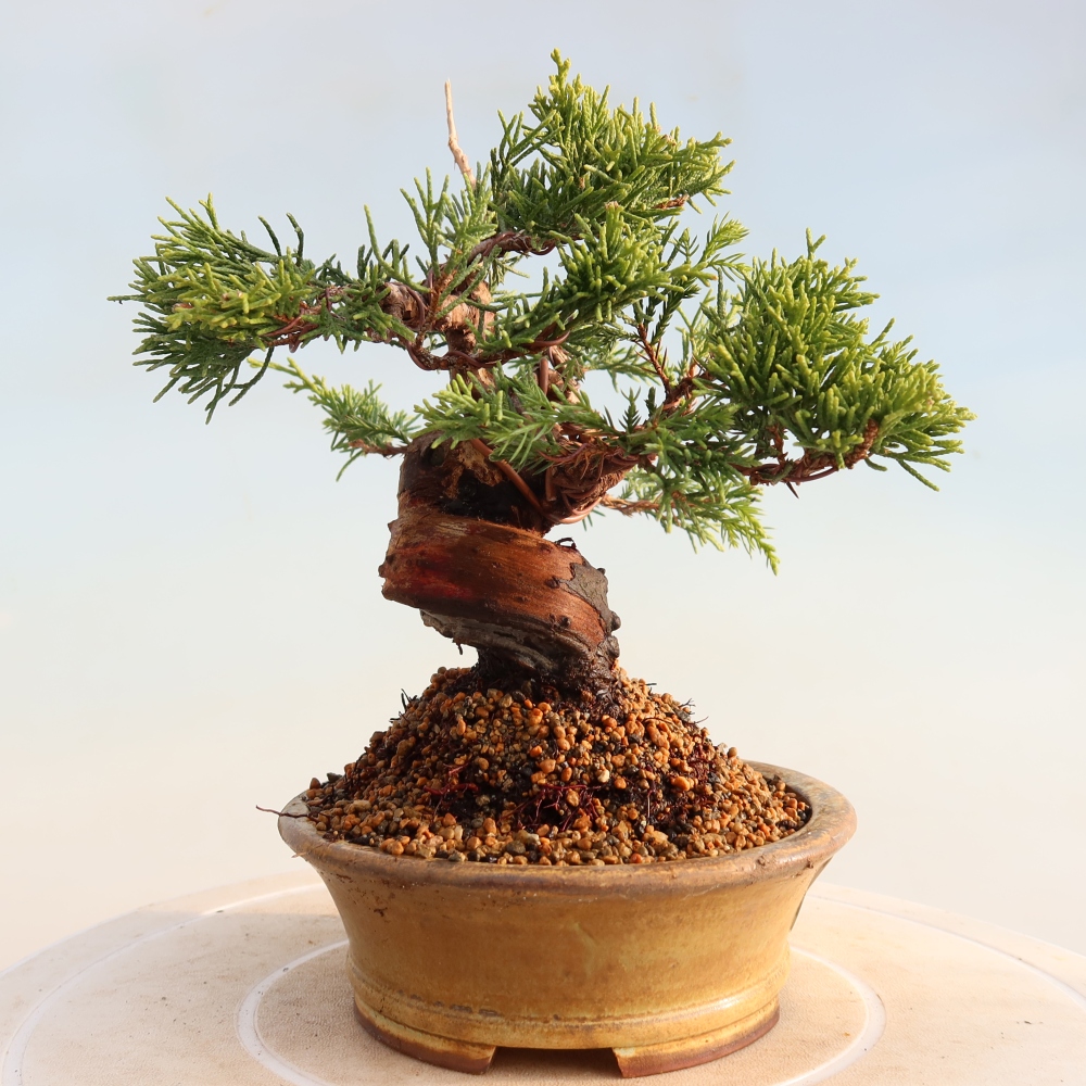 Kültéri bonsai - Juniperus chinensis Itoigawa