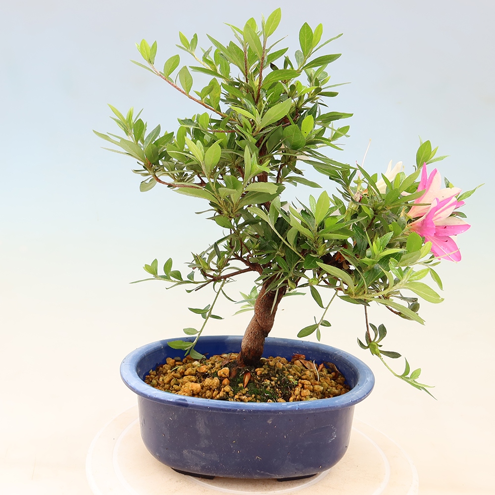 Kültéri bonsai - Japán azálea - Azálea kéz