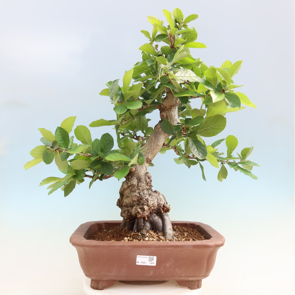 Kültéri bonsai - Photinia villosa
