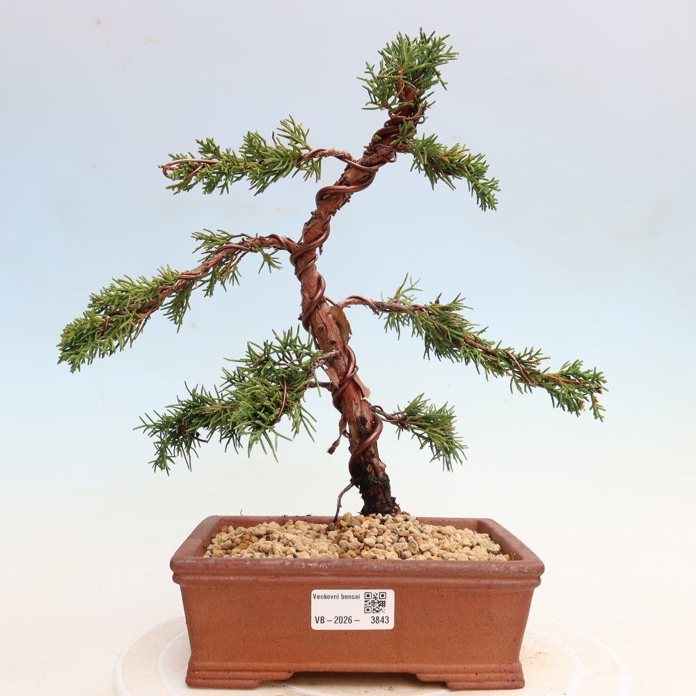 Kültéri bonsai - Juniperus chinensis Kishu