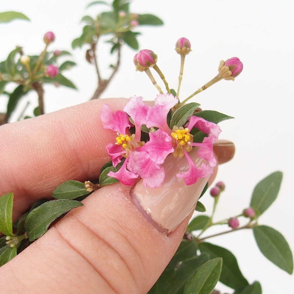 Szobabonsai – barbadosi cseresznye (Malpighia glabra) 