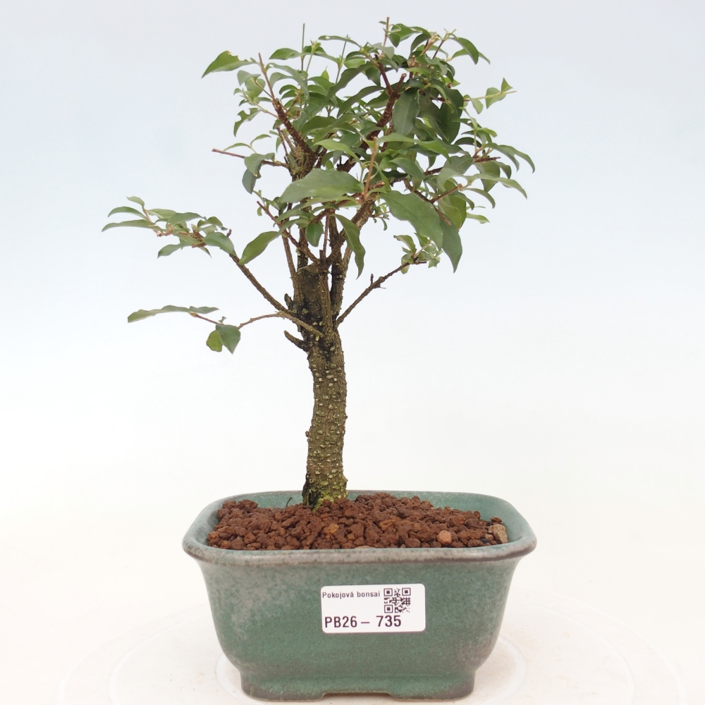 Szobai bonsai - Malpighia coccigera- Barbdor cseresznye