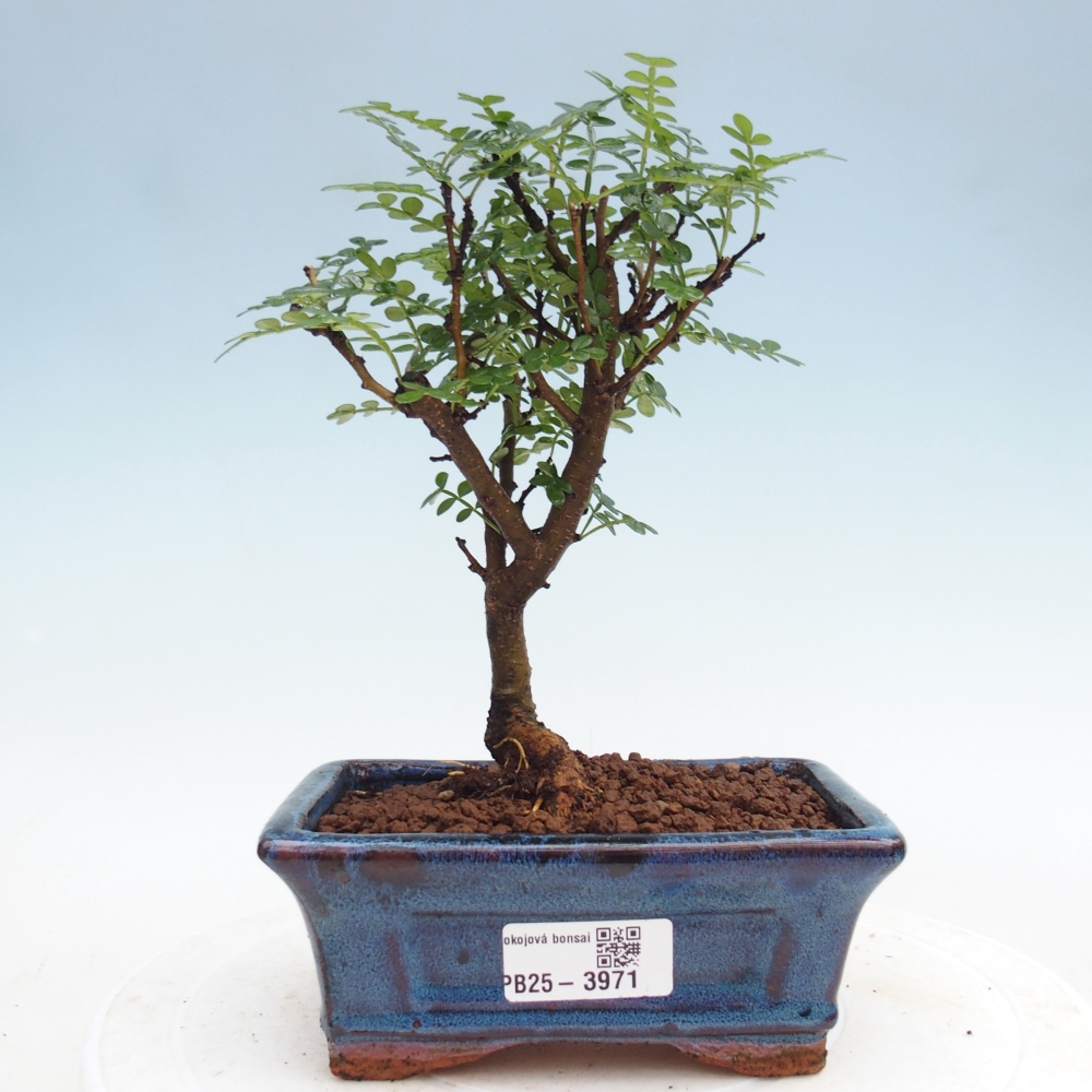 Szobai bonsai - Zantoxylum piperitum - borsfa