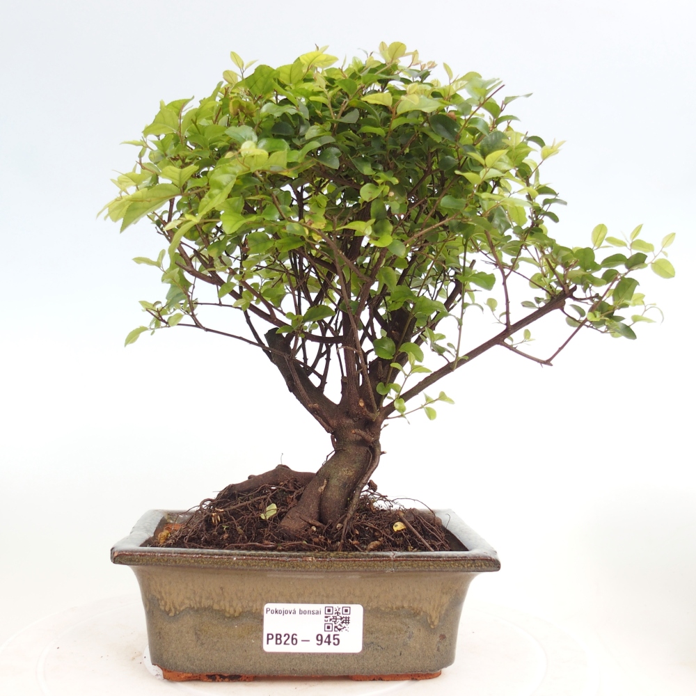Szobai bonsai - Sageretia thea - Sageretia thea
