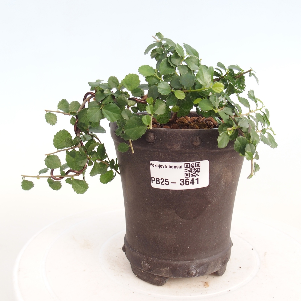 Szobai bonsai - Grewia sp. - Grewia malafolia