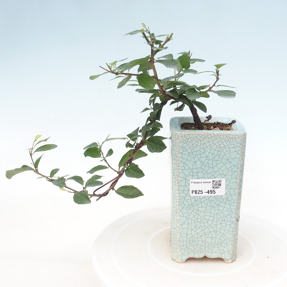 Beltéri bonsai - Grewia occidentalis - Levendula csillaghal