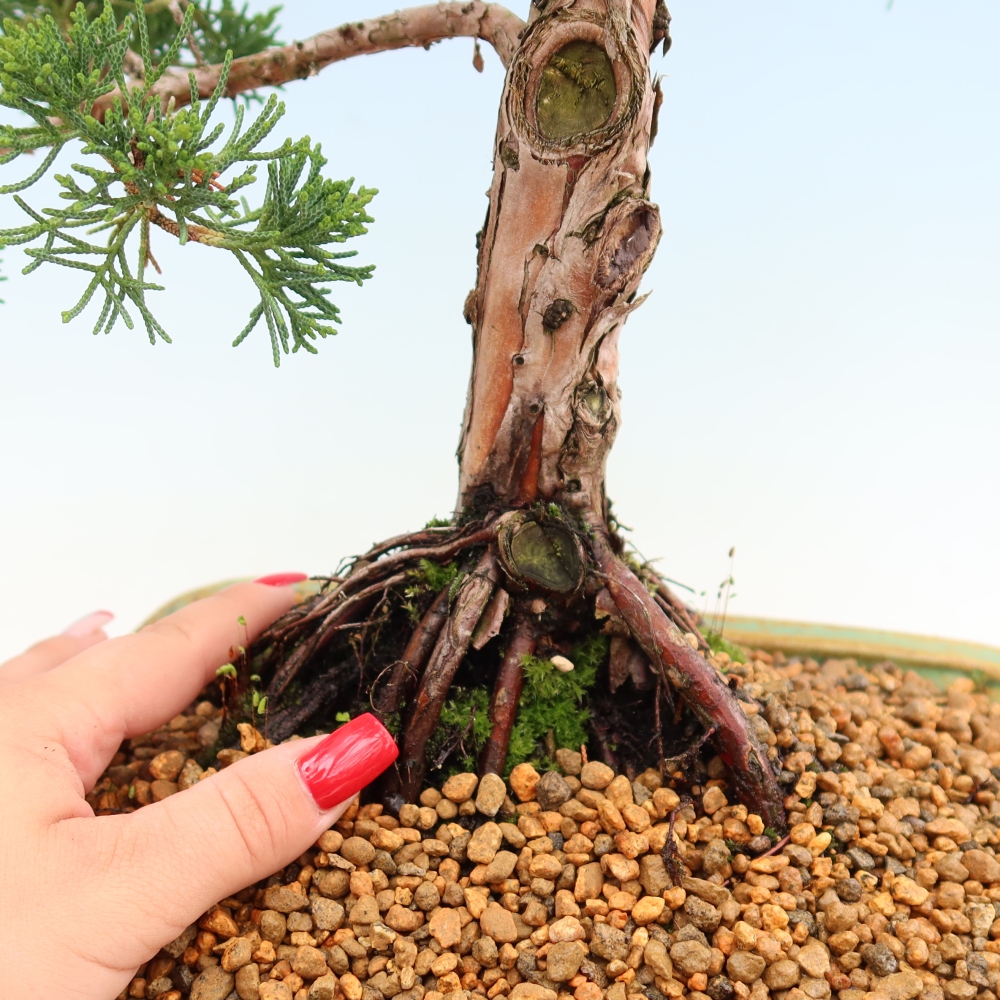 Kültéri bonsai - Juniperus chinensis Kishu