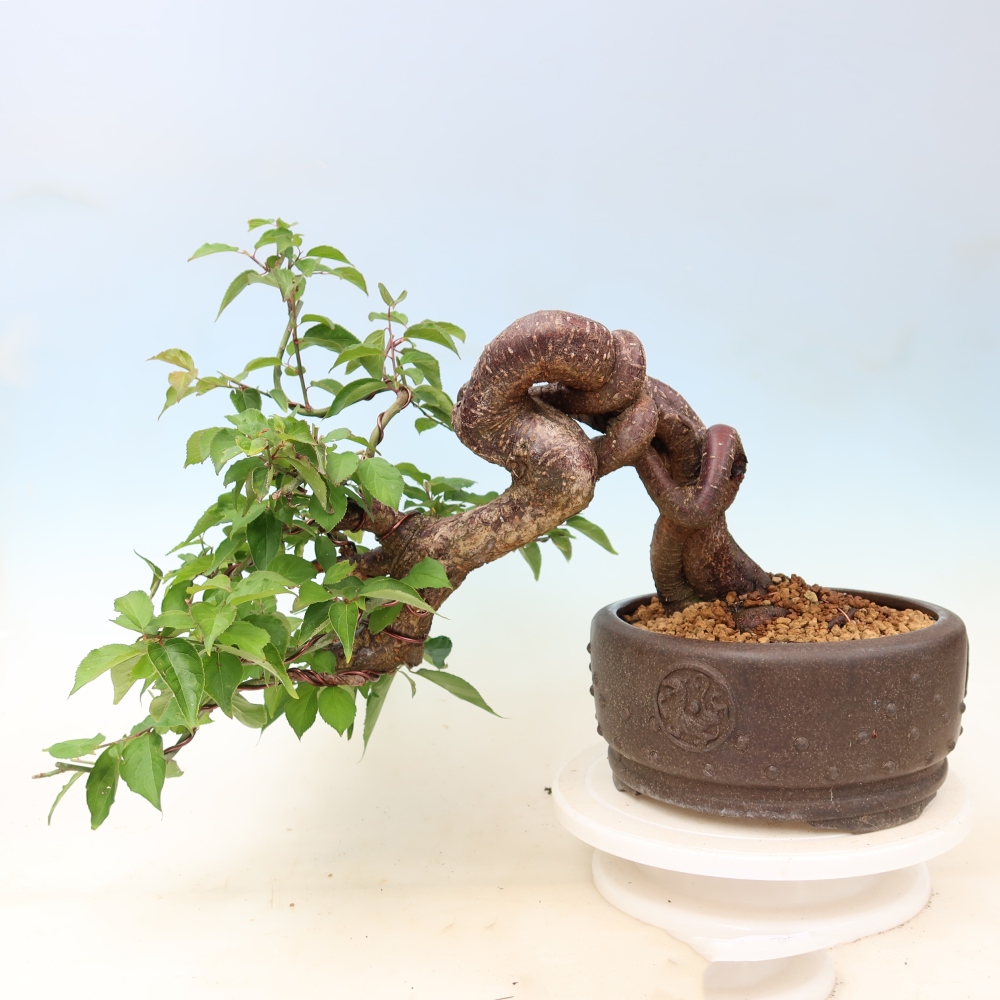 Kültéri bonsai – Japán barack – Prunus Mume