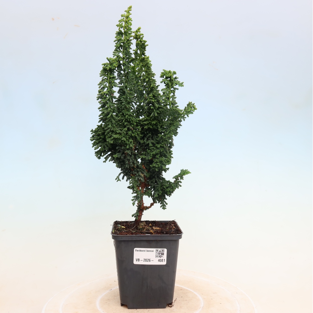 Kültéri bonsai - Cham. obtusa SEKKA HINOKI - Cifra ciprus