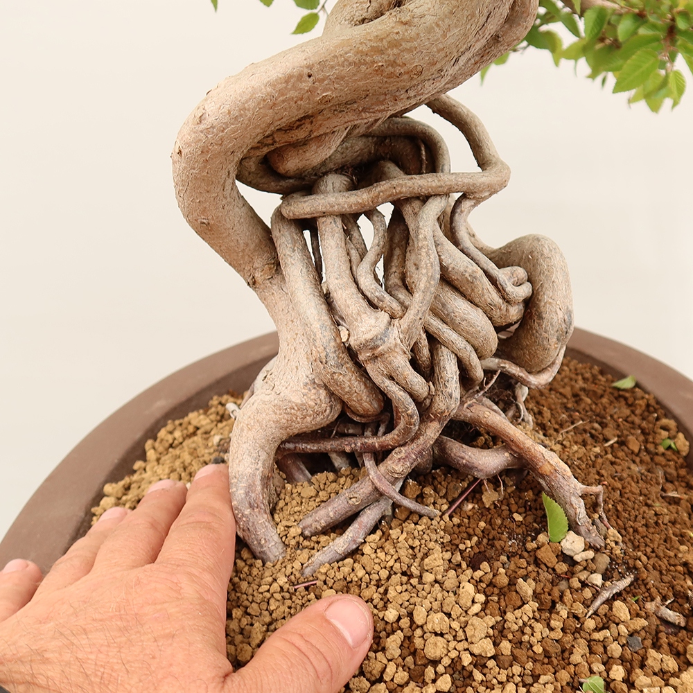 Kültéri bonsai -Carpinus Coreana - Koreai gyertyánfa