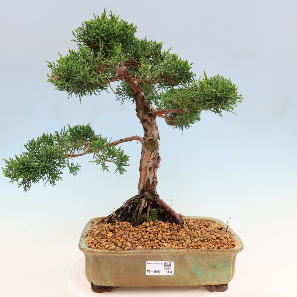 Kültéri bonsai - Juniperus chinensis Kishu