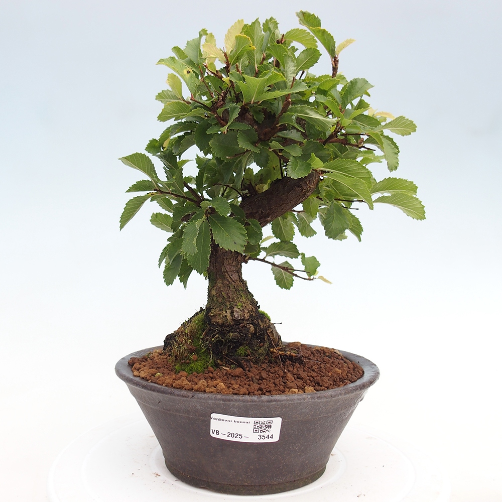 Kültéri bonsai - Zelkova - Zelkova NIRE