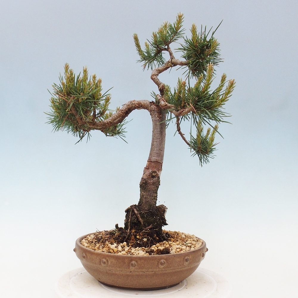 Kültéri bonsai - Pinus Sylvestris Watererri - erdeifenyő