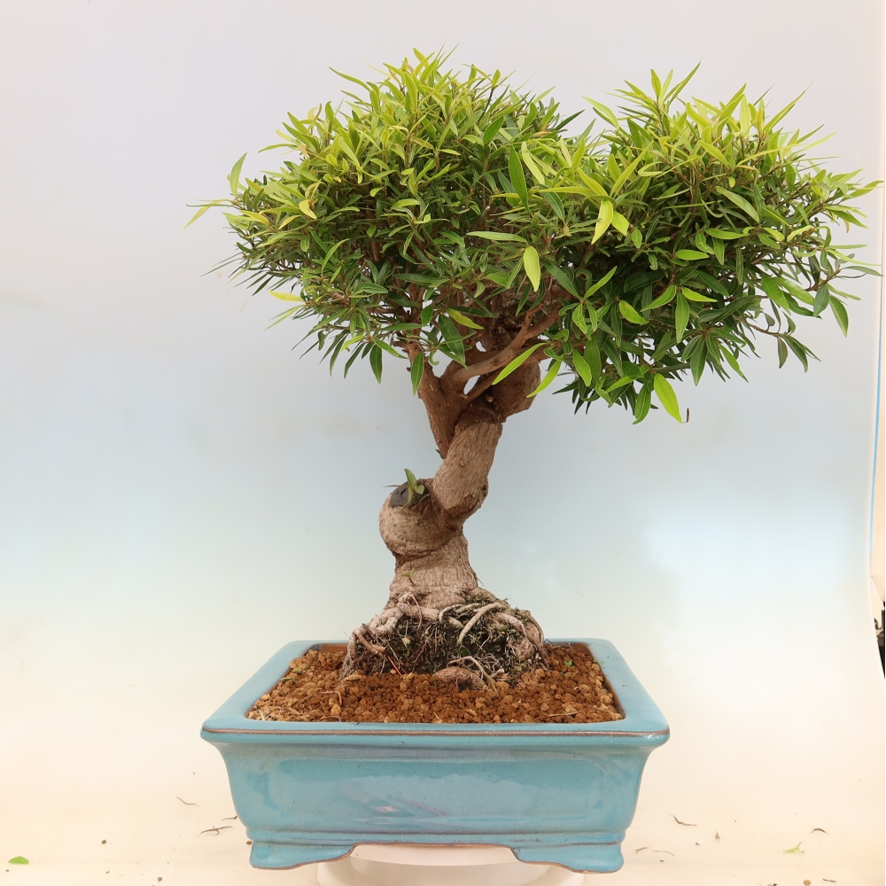Szobai bonsai - Ficus nerifolia - kislevelű fikusz